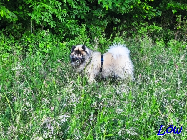 27.5.2025 - Dwix im Hohen Gras